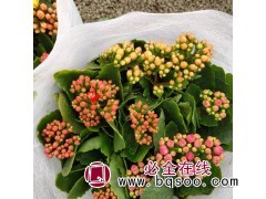 三色长寿花 叶鲜绿色 喜阳光充足 秋冬生长 早春开花 青州图1