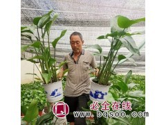 天堂鸟鹤望兰 室内大厅办公室绿化植物 蓝泽花卉基地 青州花卉图1