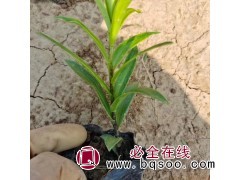 百合苗 盆栽观赏花卉 梦轩 背面有龙骨突起 嫩绿色 花朵清雅图1