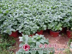 薄荷