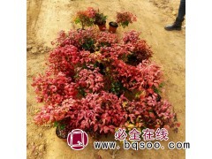 火焰南天竹盆栽基地供应 观赏花草 花坛花镜布置 青州花卉图1