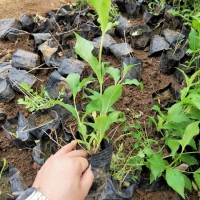 红王子锦带 全意花卉 落叶丛生灌木 园林小区种植观赏基地