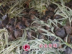 花叶芦竹