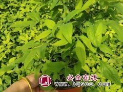 火焰南天竹