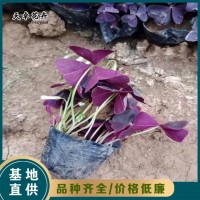 酢浆草 多年生草本植物 地被常用 种植基地 天卓花卉基地