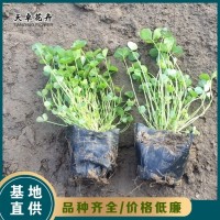 白花三叶草 多年生草本 繁殖容易 管理粗放 天卓花卉基地