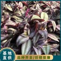 吊竹梅 多年生草本 花色鲜艳 常用于栽培观赏 天卓花卉 青州花卉基地