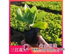 青州八宝景天种植基地 别称华丽景天 肉质草本花卉 三江花卉图1