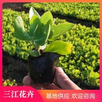 青州八宝景天种植基地 别称华丽景天 肉质草本花卉 三江花卉