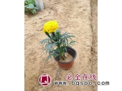 种植盆栽 万寿菊 租摆万寿菊工程苗 万寿菊价格 南非万寿菊 青州花卉基地图1