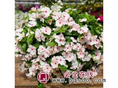 长春花 天天开 颜色丰富花期长 小区公园绿植 绿植租凭图1