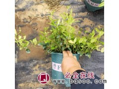 小区庭院美化 风车茉莉 白色花 四季常青 青州 馨飞培育基地图1