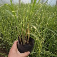 崂峪苔草 青绿苔草 作护坡绿化观赏性地被植物 馨飞花卉基地