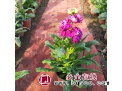 紫罗兰批发 耀景花卉出售 花色丰富艳丽 欢迎来电 青州花卉图1