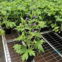 大花飞燕草 盆栽观赏 庭院绿化 切花生产 耀景培育基地 青州花卉基地