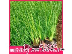 马蔺 马兰花小苗 绿化花坛用 基地供货 80后花卉 青州花卉图1