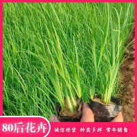 马蔺 马兰花小苗 绿化花坛用 基地供货 80后花卉 青州花卉