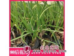 多芽紫娇花 又名野蒜 喜光 喜高温 耐热 夏季栽种 青州花卉图1