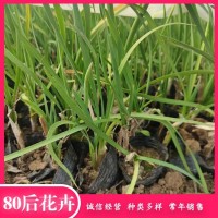 多芽紫娇花 又名野蒜 喜光 喜高温 耐热 夏季栽种 青州花卉