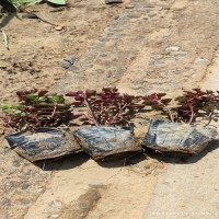 红景天供应基地 多年生草本植物 生命力顽强 可做中药 江瑞园艺