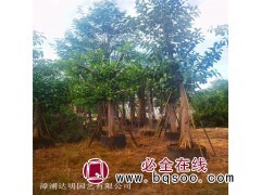 达明园艺出售小区行道树胸径40-90cm 精品大冠幅高山榕 树形优美图1