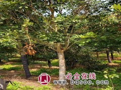 小叶古巴红木