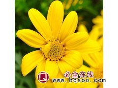 黄金菊 基地 杯苗盆栽 城市美化 花镜花坛栽植 植株健壮图1