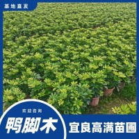 鸭脚木袋苗基地 鹅掌柴盆栽苗 耐荫常绿植物 忌直射阳光