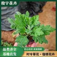 九月菊 花海花境用苗 大花菊花 工地绿化植栽 观赏效果好