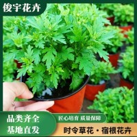 国庆菊批发 时令花草 景区花坛布置观赏 青州俊宇花卉基地