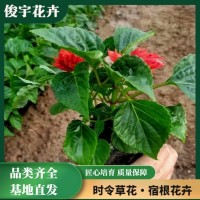 一串红苗 节假日租摆花卉 花色鲜艳花期长 俊宇花卉 青州花卉基地