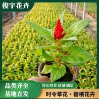 绿叶鸡冠花 一支笔 花海用鸡冠 花双色盆 俊宇花卉 基地供应