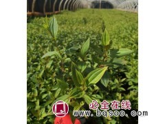 环境绿化植物 巴西野牡丹 紫花植株清秀 花期长 花朵艳丽图1