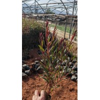 紫叶千鸟 花卉多年生宿根 山桃草花苗 室外庭院花园花镜植物