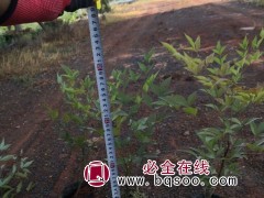 火焰南天竹