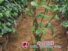 紫花三角梅
