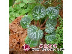 苗圃出售虎耳草盆栽苗 假山造景植物 金线吊芙蓉 江苏苗木图1