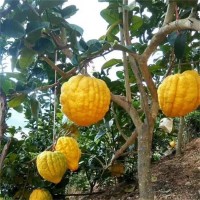 基地直售 香橼树苗 园林庭院工程行道绿化风景树 宿迁花木城