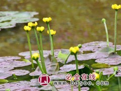 萍蓬草