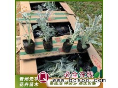 银叶菊 多年生草本植物 耐寒旱 适应性强 观赏性高 元亨花卉图1