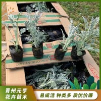 银叶菊 多年生草本植物 耐寒旱 适应性强 观赏性高 元亨花卉