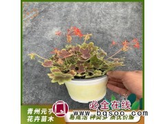 天竺葵 石蜡红 适用室内摆放 花坛 园林绿化 青州元亨花卉图1