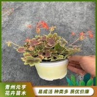 天竺葵 石蜡红 适用室内摆放 花坛 园林绿化 青州元亨花卉