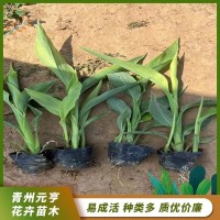 美人蕉 水生植物美人蕉苗 多年生大型种苗 易成活 青州花卉基地