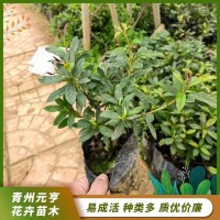 工程绿化常绿灌木原盆 毛娟 花镜花丛观赏 元亨花卉 青州花卉基地