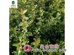 宝祥花卉 出售常绿灌木火棘 宿迁火棘苗 火棘球篱笆绿化苗木图1