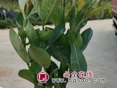 仙丹花