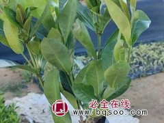 仙丹花