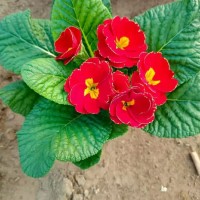 报春花 种植基地 时令草花培育 花大色艳 观赏价值较高