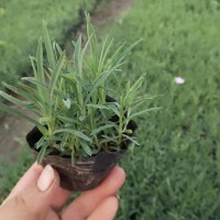 多年生草本植物 常夏石竹花海专用 叶形优美 花色艳丽 芳香